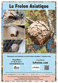 LE FRELON ASIATIQUE