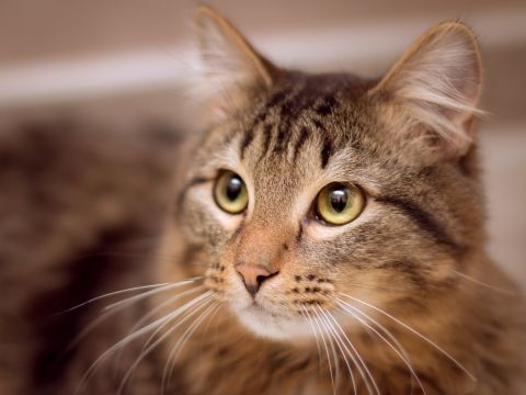 Campagne de stérilisation des chats errants 06-03-2023