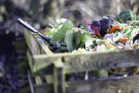 garden-4725522_1280