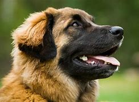 Ooops'n dog comportementaliste Canin